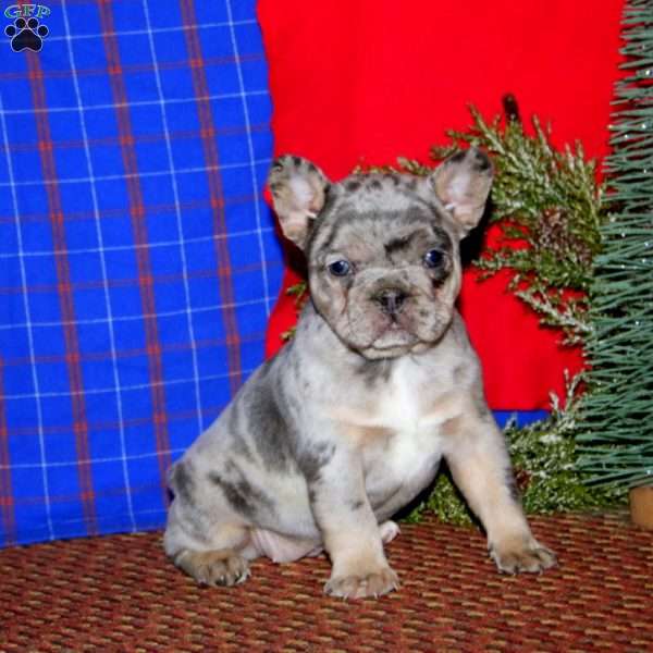 Kierra, French Bulldog Puppy