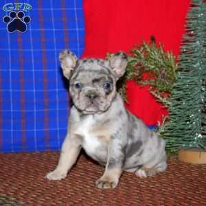 Kierra, French Bulldog Puppy