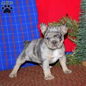 Kierra, French Bulldog Puppy
