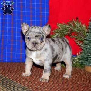 Kierra, French Bulldog Puppy