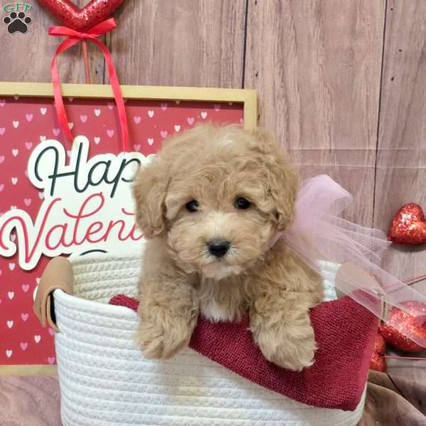 Kiki, Bich-Poo Puppy