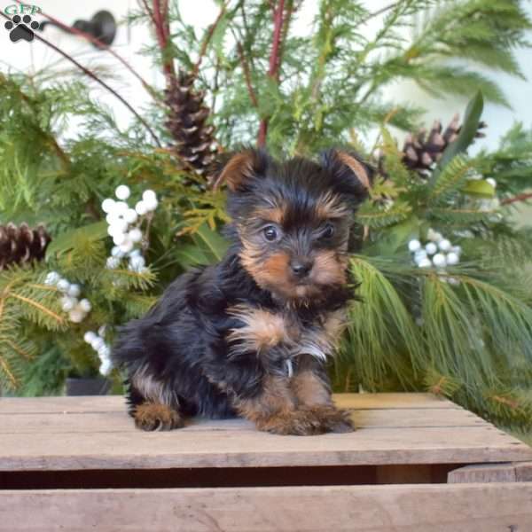 Kiki, Yorkie Puppy