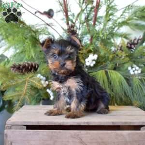 Kiki, Yorkie Puppy