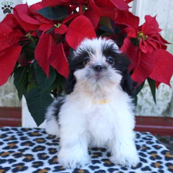 Kiki, Shih Tzu Puppy
