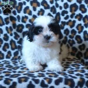 Kiki, Shih Tzu Puppy