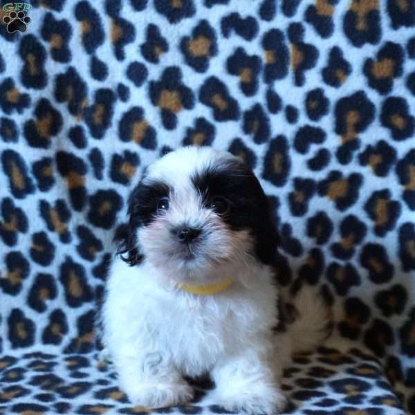 Kiki, Shih Tzu Puppy