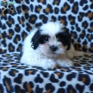 Kiki, Shih Tzu Puppy