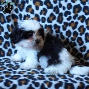 Kiki, Shih Tzu Puppy