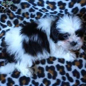Kiki, Shih Tzu Puppy