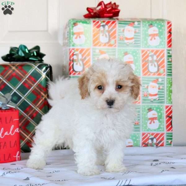 Kinder, Bich-Poo Puppy