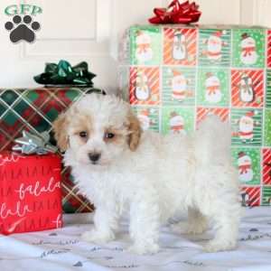 Kinder, Bich-Poo Puppy