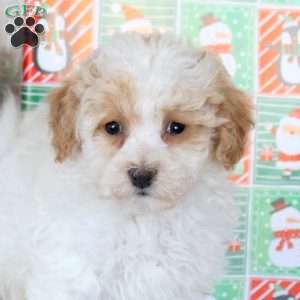 Kinder, Bich-Poo Puppy