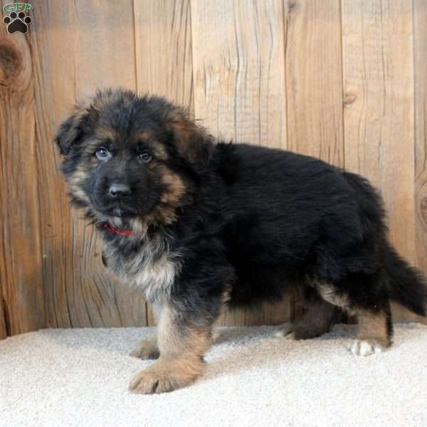 King, German Shepherd Puppy