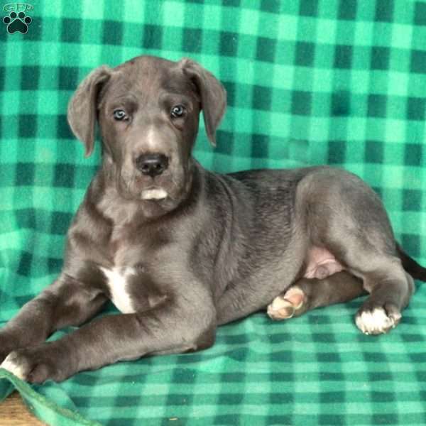 King, Great Dane Puppy