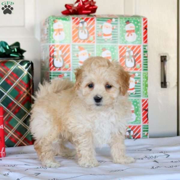 King, Bich-Poo Puppy