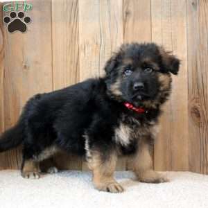 King, German Shepherd Puppy