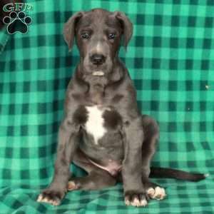 King, Great Dane Puppy