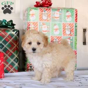 King, Bich-Poo Puppy