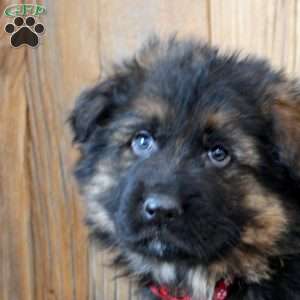 King, German Shepherd Puppy