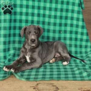 King, Great Dane Puppy