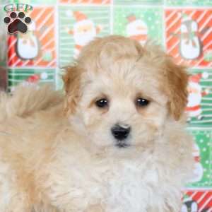 King, Bich-Poo Puppy