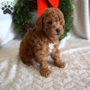 King, Toy Poodle Puppy