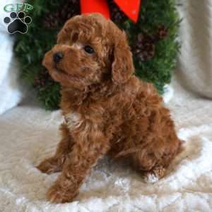 King, Toy Poodle Puppy