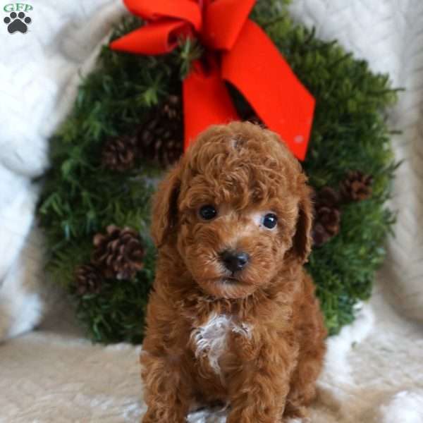 King, Toy Poodle Puppy