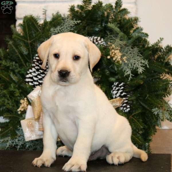 Kip, Yellow Labrador Retriever Puppy