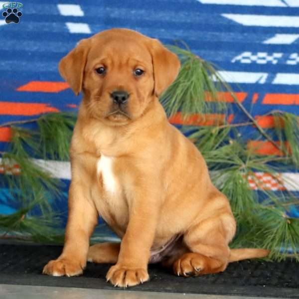 Kip, Fox Red Labrador Retriever Puppy