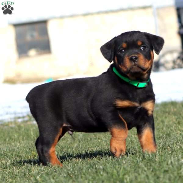 Kip, Rottweiler Puppy
