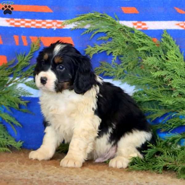 Kip, Miniature Bernese Mountain Dog Puppy