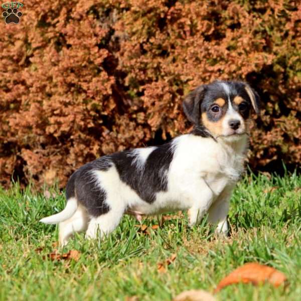 Kip, Fox Terrier Mix Puppy