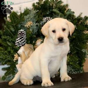Kip, Yellow Labrador Retriever Puppy