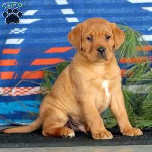 Kip, Fox Red Labrador Retriever Puppy