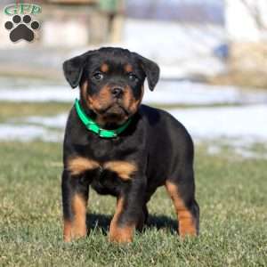 Kip, Rottweiler Puppy