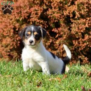 Kip, Fox Terrier Mix Puppy