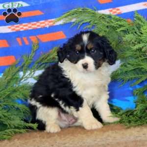 Kip, Miniature Bernese Mountain Dog Puppy
