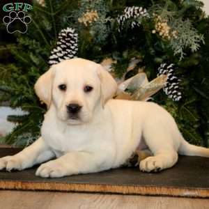 Kip, Yellow Labrador Retriever Puppy