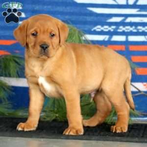 Kip, Fox Red Labrador Retriever Puppy