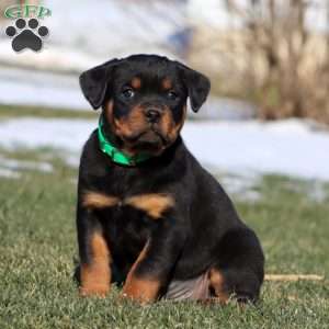 Kip, Rottweiler Puppy