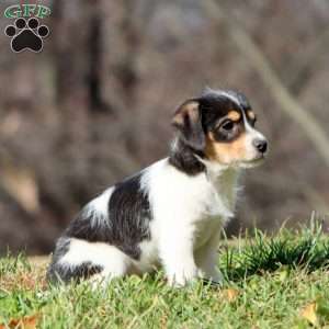 Kip, Fox Terrier Mix Puppy