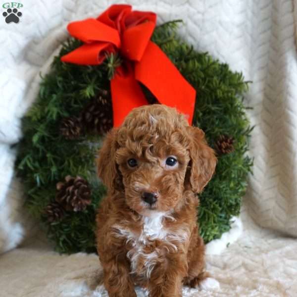 Kip, Toy Poodle Puppy
