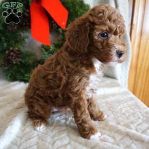 Kip, Toy Poodle Puppy