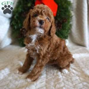 Kip, Toy Poodle Puppy