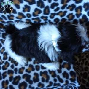 Kipper, Shih Tzu Puppy