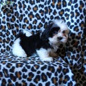 Kipper, Shih Tzu Puppy