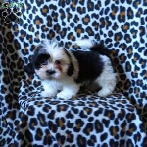 Kipper, Shih Tzu Puppy