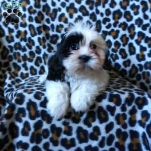 Kipper, Shih Tzu Puppy