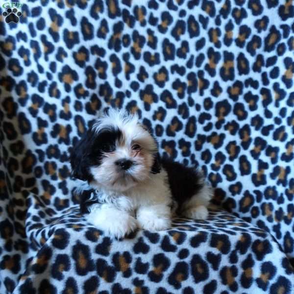 Kipper, Shih Tzu Puppy